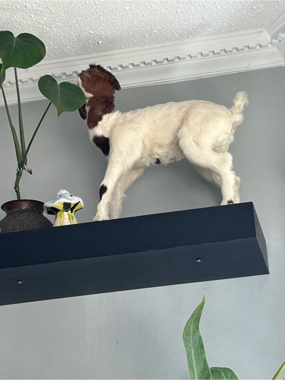 Oddity Faceless Taxidermy Goat